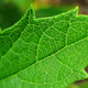 Image for article titled How Nanoscale Optics Create Nature's Most Dazzling Colors